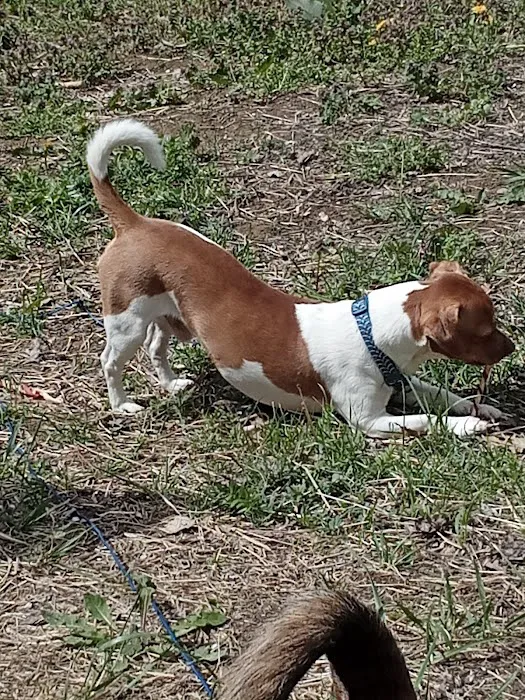 Lee Highway Animal Hospital Picture 2