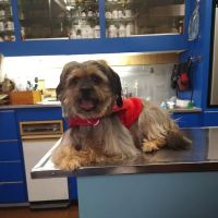 Lee Highway Animal Hospital ico