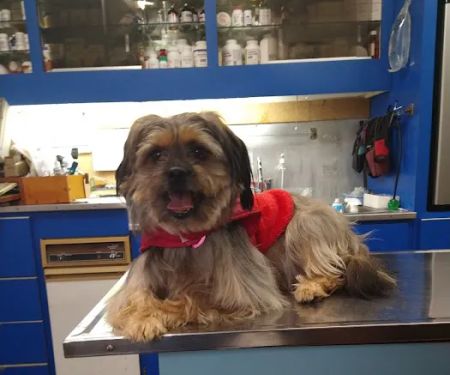 Lee Highway Animal Hospital