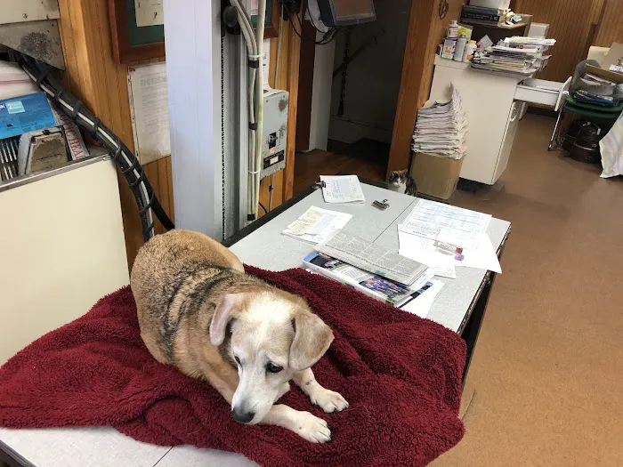 Lee Highway Animal Hospital Picture 7