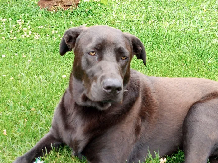 Lee Highway Animal Hospital Picture 8