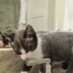 Abingdon Animal Medical Center