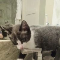 Abingdon Animal Medical Center ico