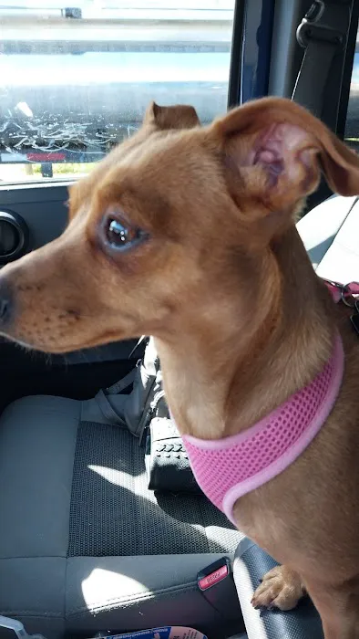 Abingdon Animal Medical Center Picture 5