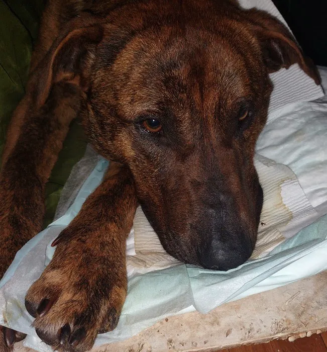 Keywood Animal Clinic Picture 9