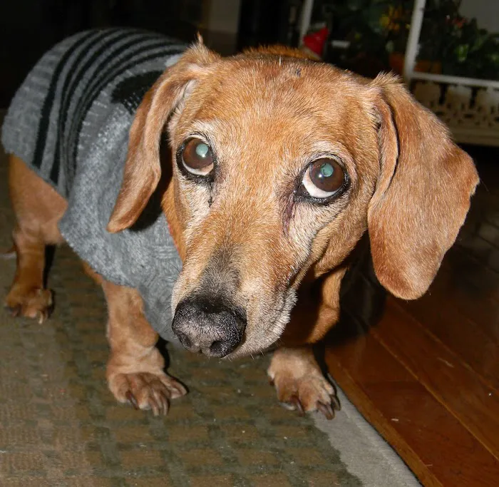 Keywood Animal Clinic Picture 1