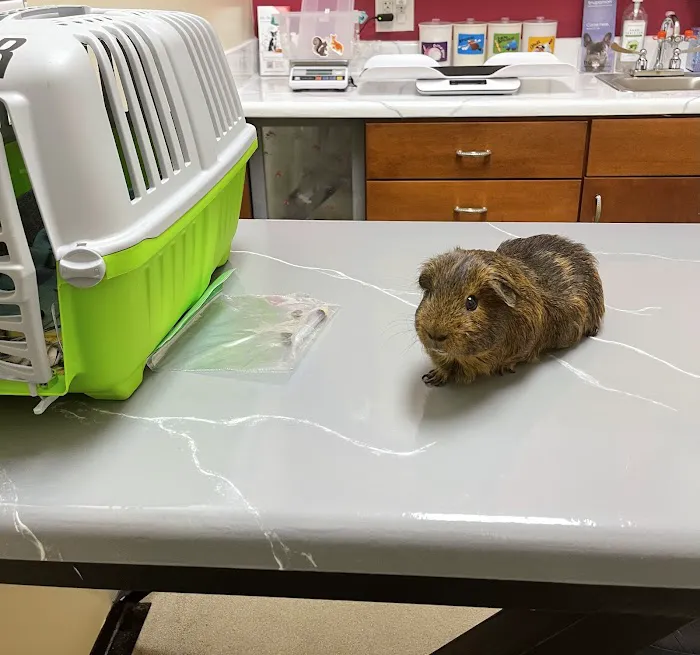 Middle Creek Veterinary Hospital & Exotic Animal Clinic Picture 3