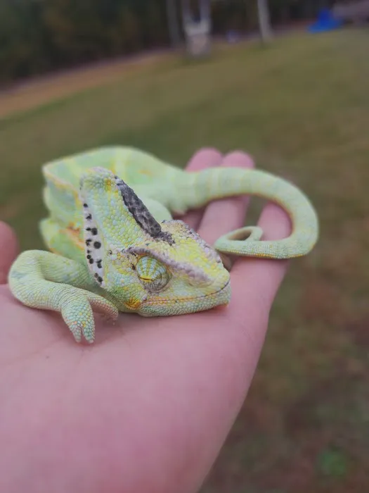 Middle Creek Veterinary Hospital & Exotic Animal Clinic Picture 1