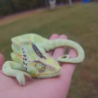 Middle Creek Veterinary Hospital & Exotic Animal Clinic ico