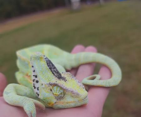 Middle Creek Veterinary Hospital & Exotic Animal Clinic