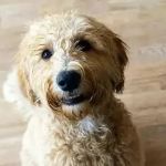 Benson Animal Hospital