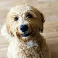 Benson Animal Hospital ico