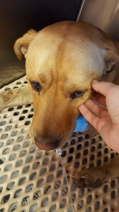 Benson Animal Hospital Picture 8
