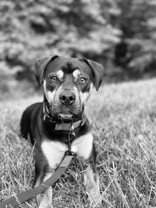 Benson Animal Hospital Picture 9