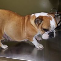 Goldsboro Veterinary Hospital ico