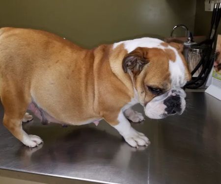 Goldsboro Veterinary Hospital