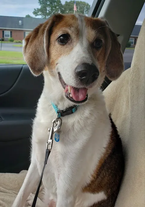North Wayne Animal Hospital Picture 9