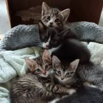 Wayne Veterinary Hospital