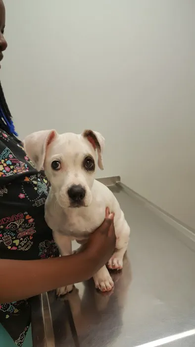 Landmark Animal Clinic Picture 4