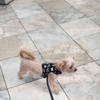 Landmark Animal Clinic ico