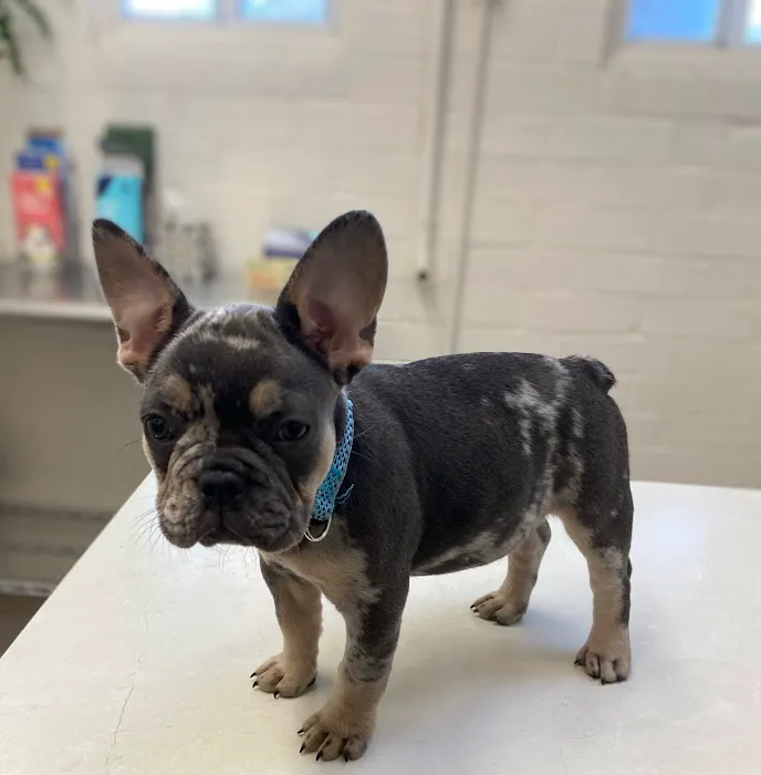 Eastwaye Veterinary Clinic Picture 2