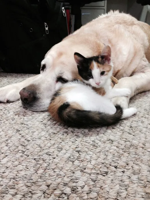 Eastwaye Veterinary Clinic Picture 8