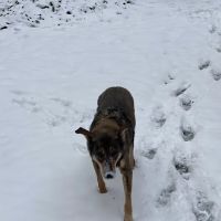 All Walks of Life Mobile Veterinary ico