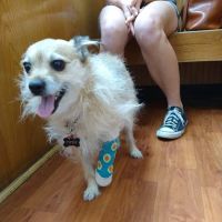 Stage Road Animal Hospital ico