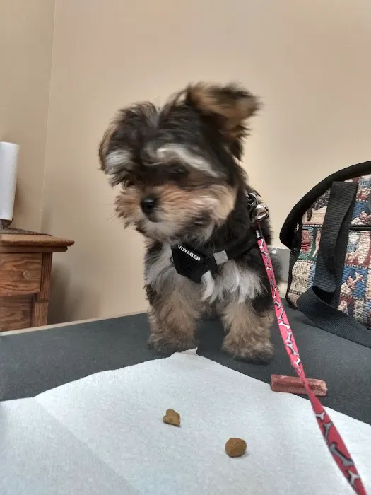 Crepe Myrtle Animal Hospital Picture 2