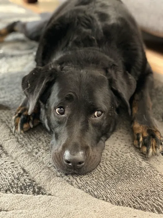 Crepe Myrtle Animal Hospital Picture 8