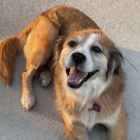 Crepe Myrtle Animal Hospital ico