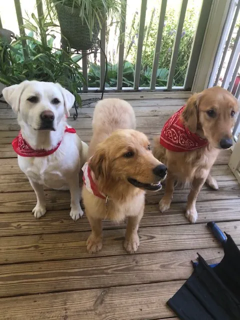 Crepe Myrtle Animal Hospital Picture 6