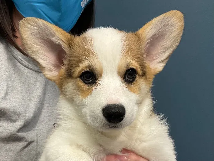 5-Points Animal Hospital Picture 8