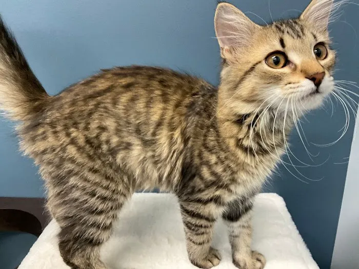 5-Points Animal Hospital Picture 4