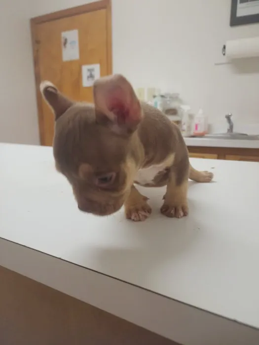 Fuquay Veterinary Hospital Picture 1