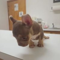 Fuquay Veterinary Hospital ico