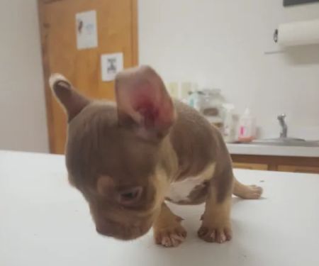 Fuquay Veterinary Hospital