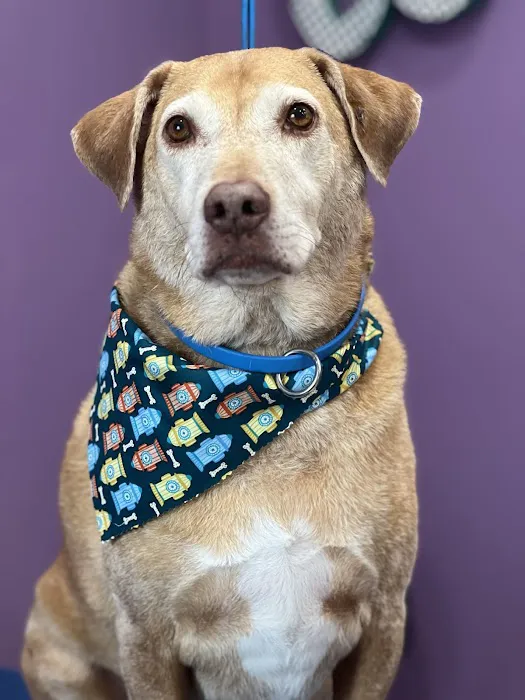 Fuquay Veterinary Hospital Picture 9