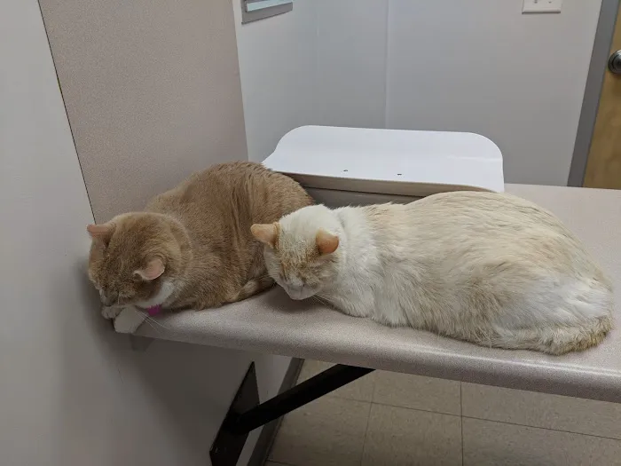 Academy East Veterinary Hospital Picture 8