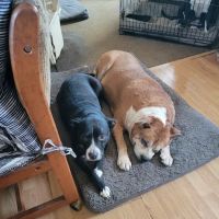 Hilltop Animal Hospital ico