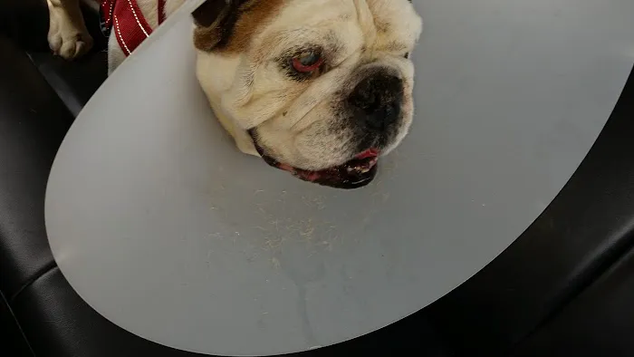 Lillington Veterinary Hospital Picture 7