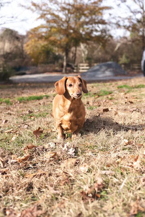 Triangle Veterinary Referral Hospital of Holly Springs Picture 7