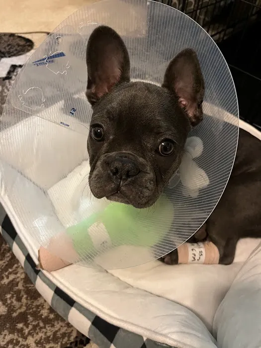 Triangle Veterinary Referral Hospital of Holly Springs Picture 5