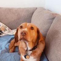 Triangle Veterinary Referral Hospital of Holly Springs ico