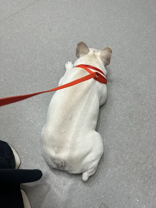 Triangle Veterinary Referral Hospital of Holly Springs Picture 3
