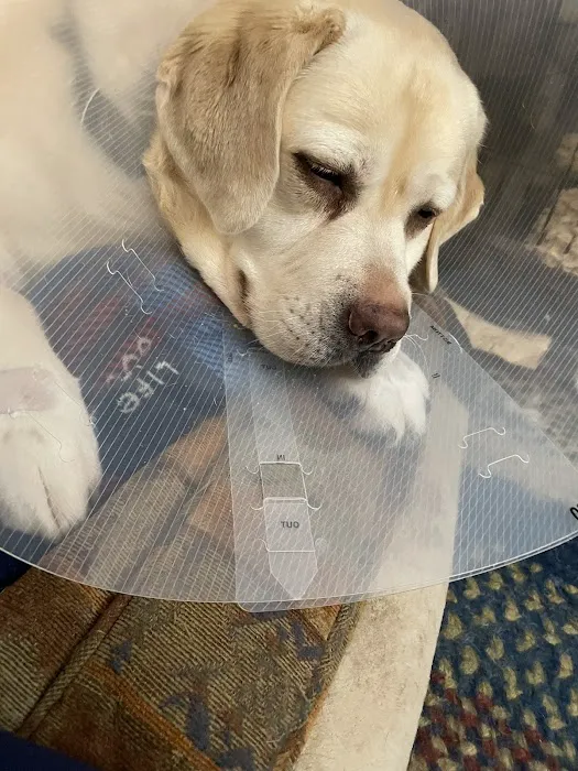 Triangle Veterinary Referral Hospital of Holly Springs Picture 6