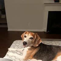 Grace Animal Hospital ico