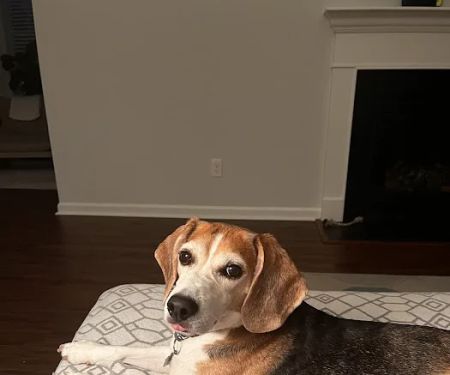 Grace Animal Hospital