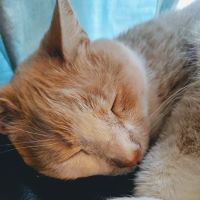 Yorktown Animal Hospital ico