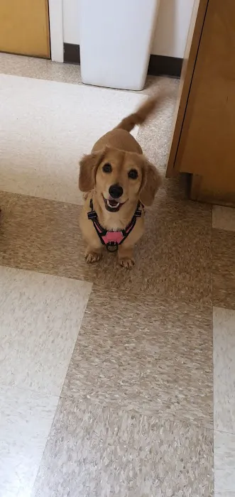 Yorktown Animal Hospital Picture 9